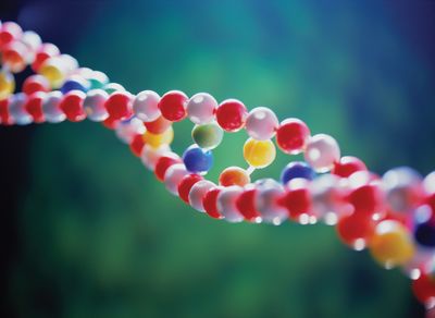 A bead model of DNA